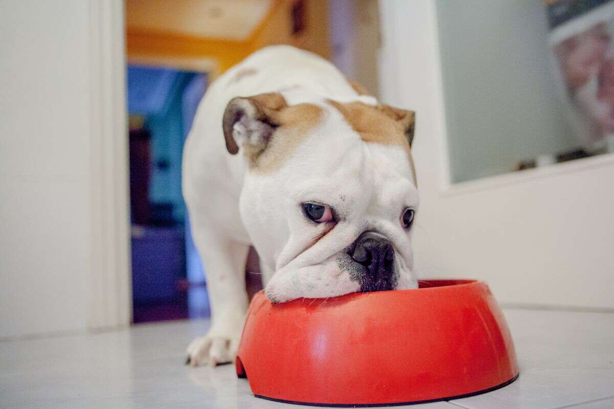 Cachorro pode comer abacaxi? Descubra se a fruta faz bem aos pets