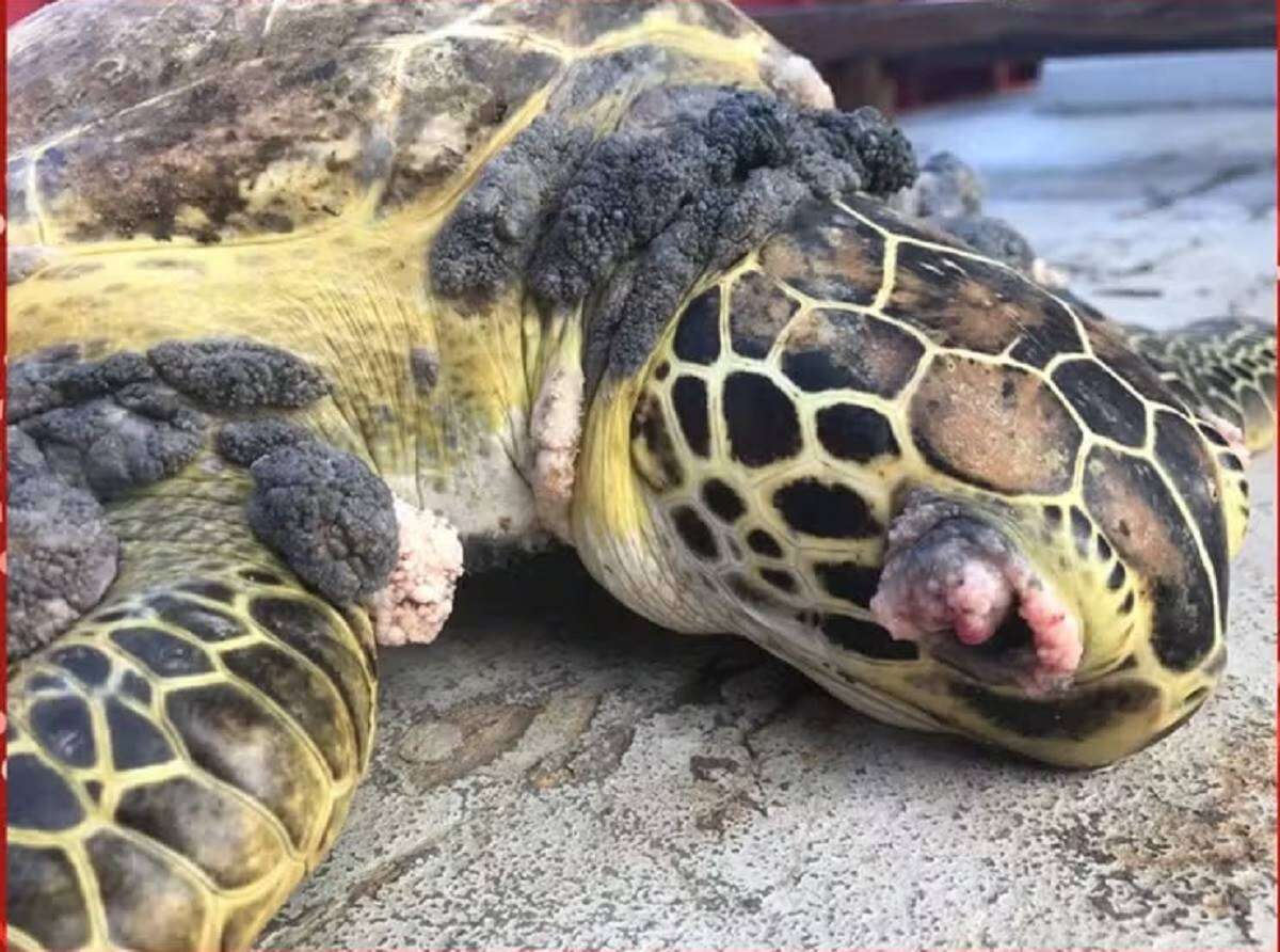 Pescadores acham animais deformados onde passou lama de Mariana (MG)