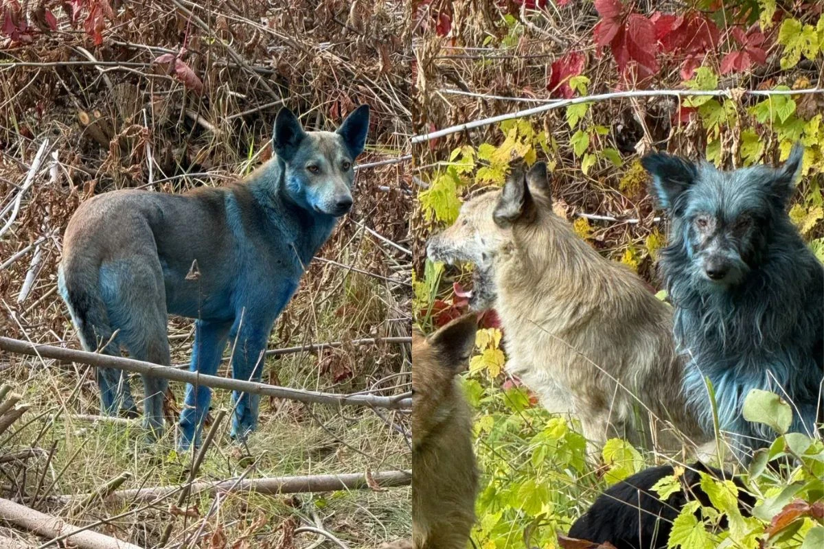 Cães azuis? Descubra o motivo por trás do mistério em Chernobyl