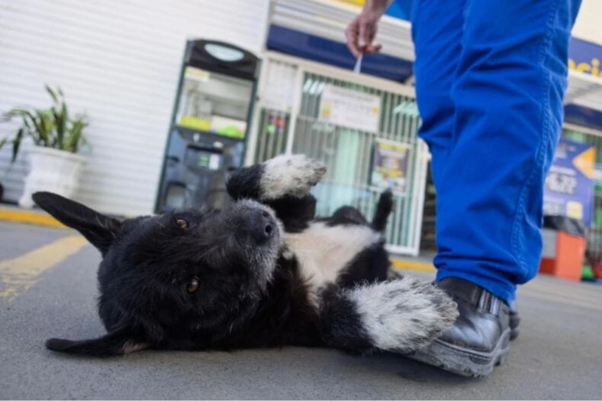 Cães são abandonados para morrer em posto, mas têm final surpreendente
