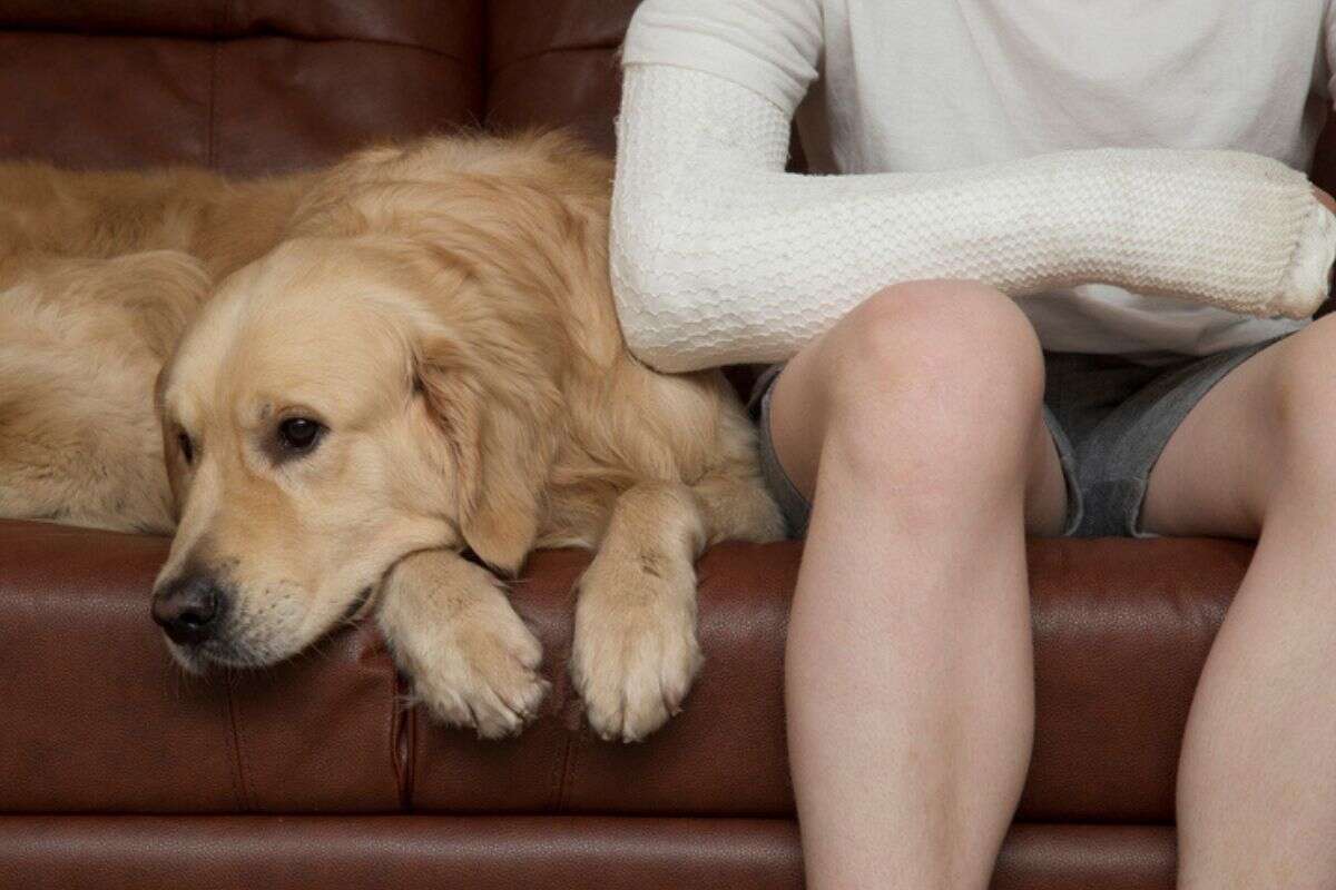 Estudo afirma que a companhia dos cães reduz a dor física; entenda