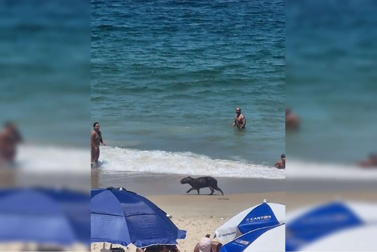 Capivara é resgatada enquanto passeava na beira da praia no Rio; vídeo