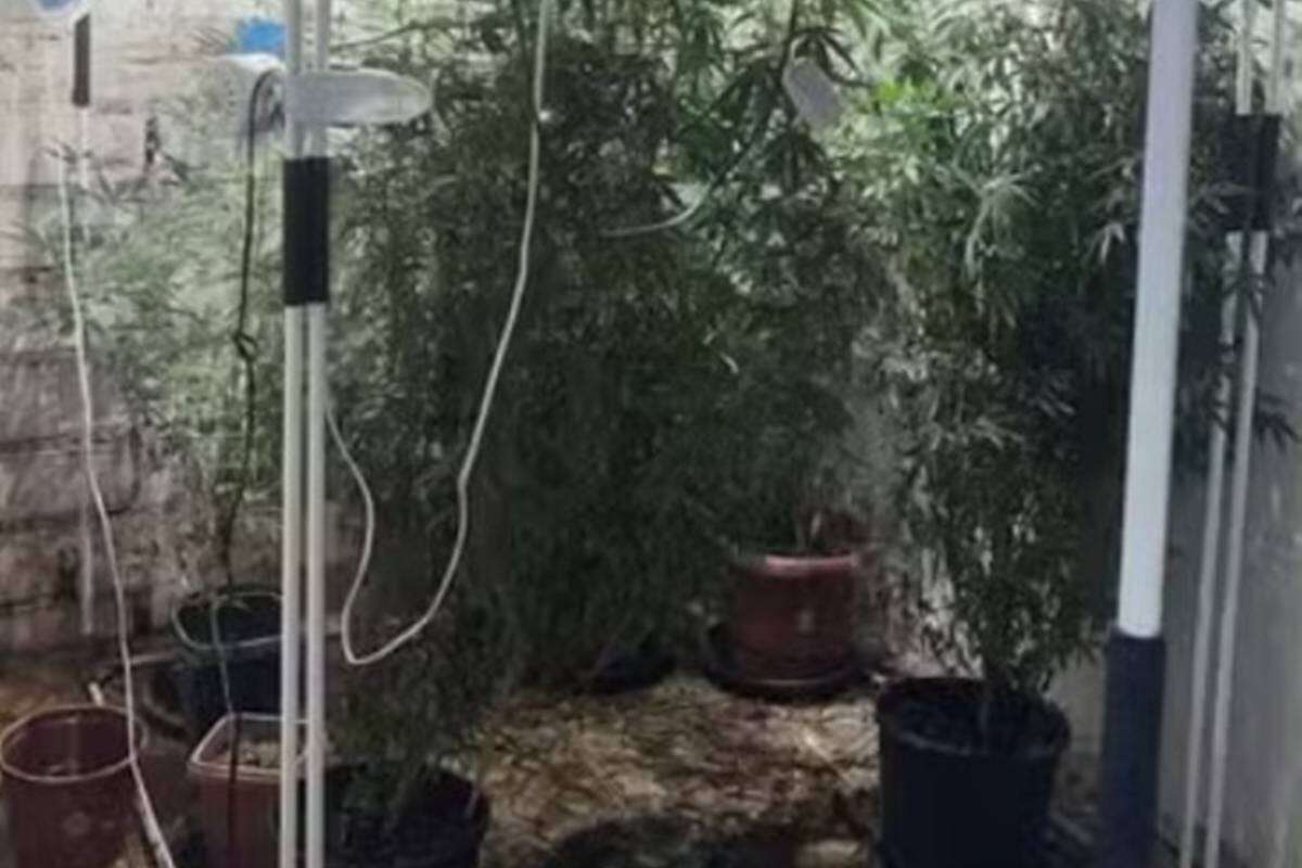 SP: homem autorizado a cultivar maconha medicinal é preso por tráfico