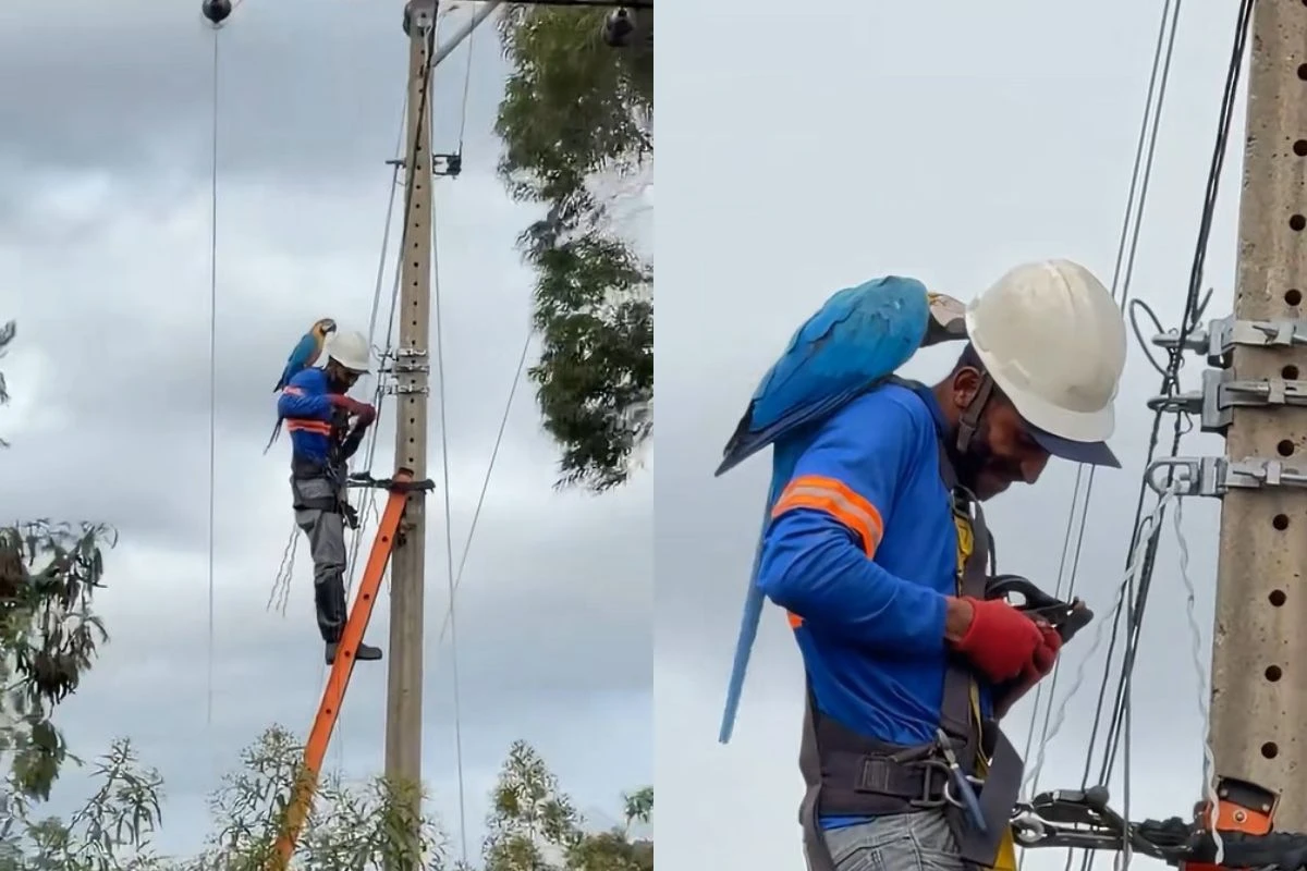 Arara se “apaixona” por técnico elétrico que prestava serviço em poste