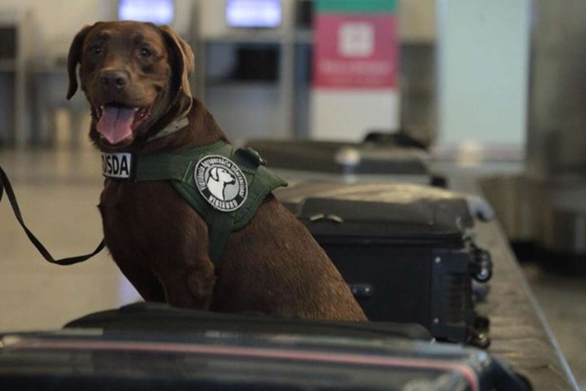 Após 10 anos de trabalho, cão farejador do governo federal se aposenta