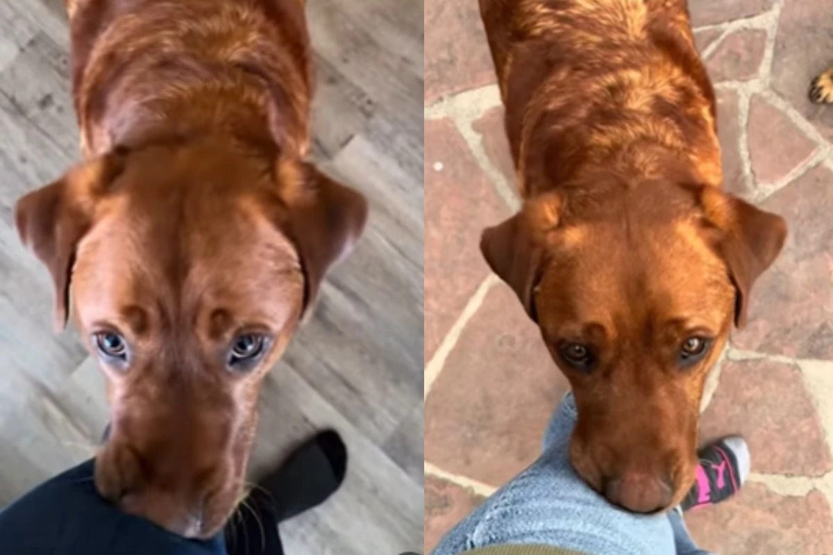 Cão “cutucador” reprovado para trabalhar como pet de serviço é adotado