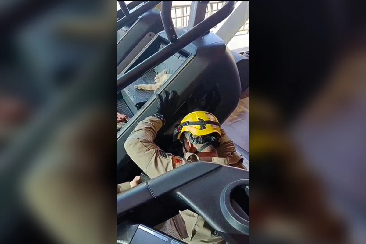 “Gato fitness” leva susto ao ficar preso em aparelho de academia. Veja