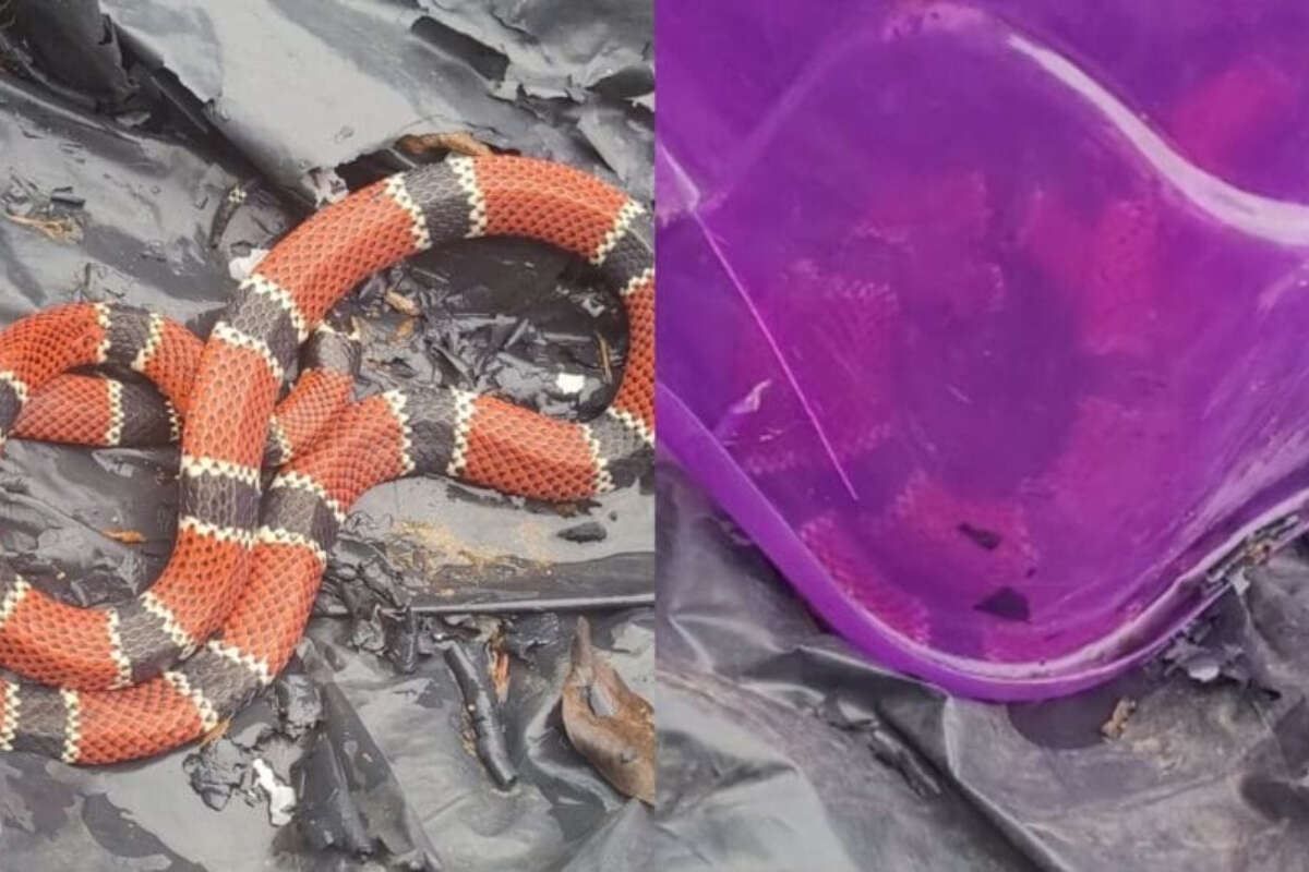 SC: cobra venenosa é presa em pote após ser encontrada em residência