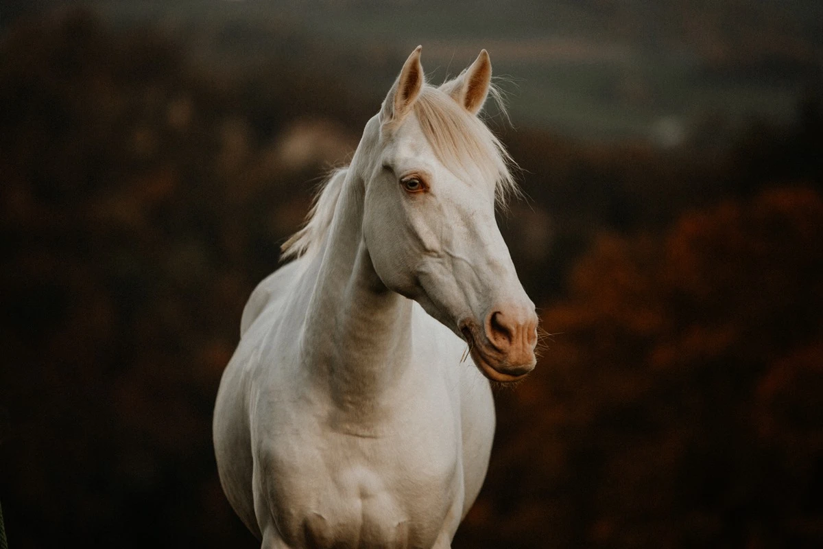 Fake ou natural: entenda se cavalos realmente podem nascer brancos