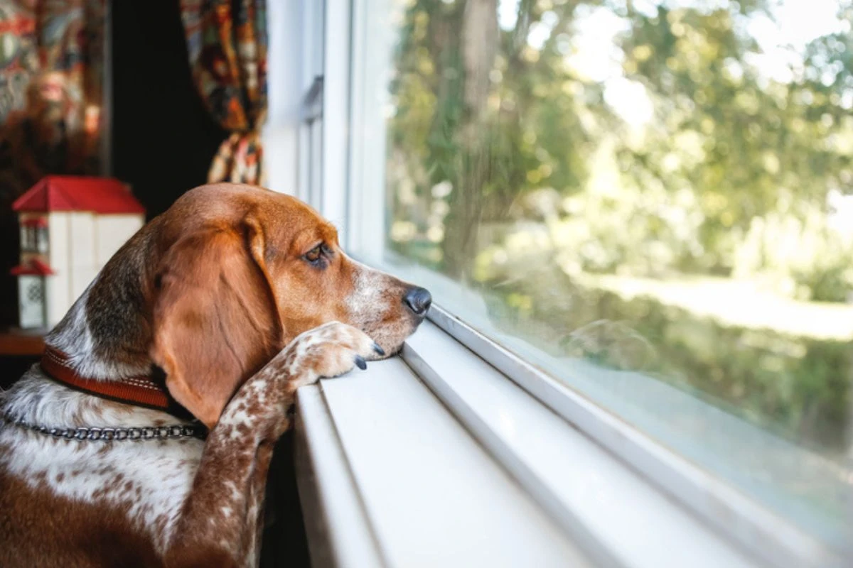 Câncer de fígado em cães: veja os sinais silenciosos da doença