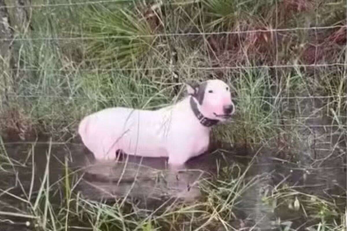 Homem que deixou cão amarrado em cerca durante furacão Milton é preso