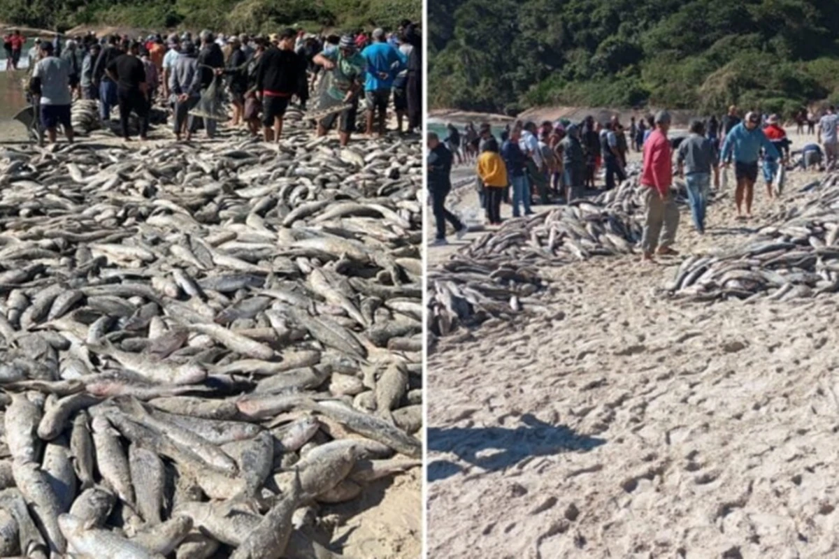 Vídeo. Mais de 20 mil tainhas são capturadas em Santa Catarina