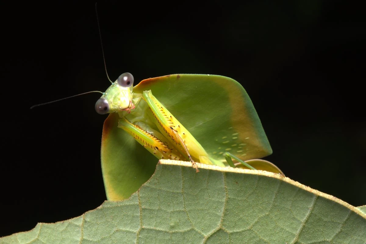 Amazônia: pesquisa inédita revela continente invisível de insetos