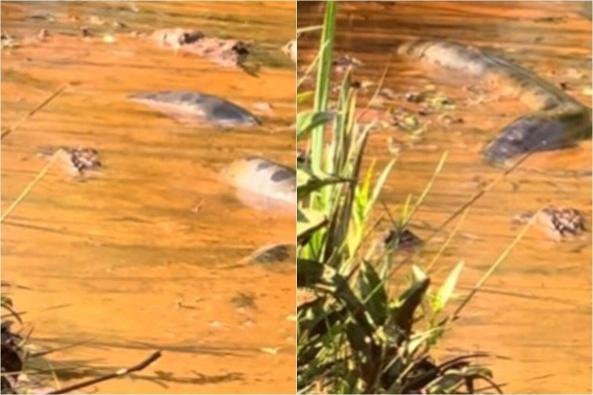 Sucuri gigante é encontrada por turistas em rio de Goiás. Veja vídeo