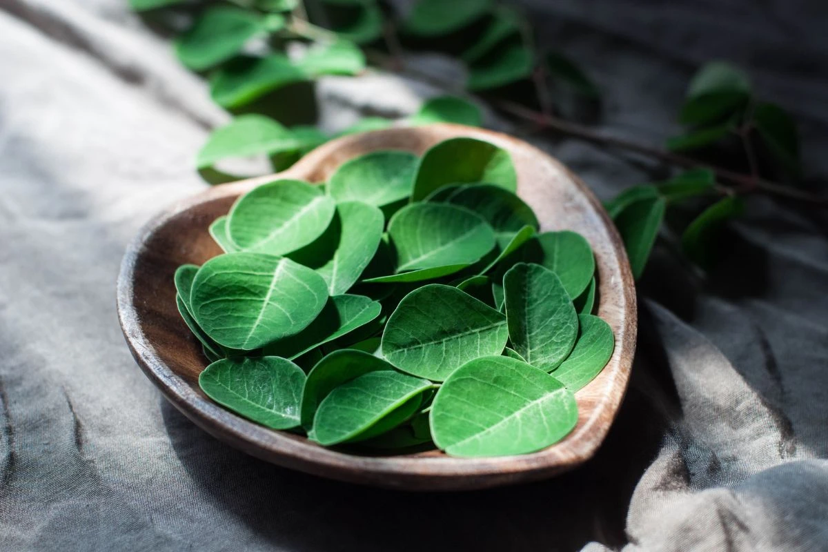 Conheça planta ideal para desintoxicar o fígado e o intestino