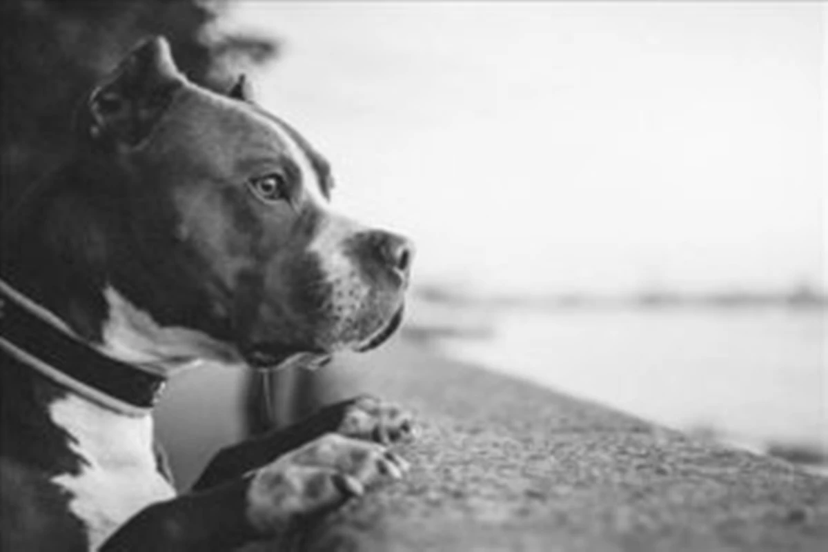 Estigmatização e violência: veterinários explicam ataques de pit-bulls