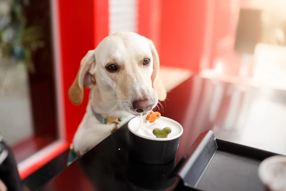 Vegetal barato ajuda a tratar diarreia em cachorros; saiba qual
