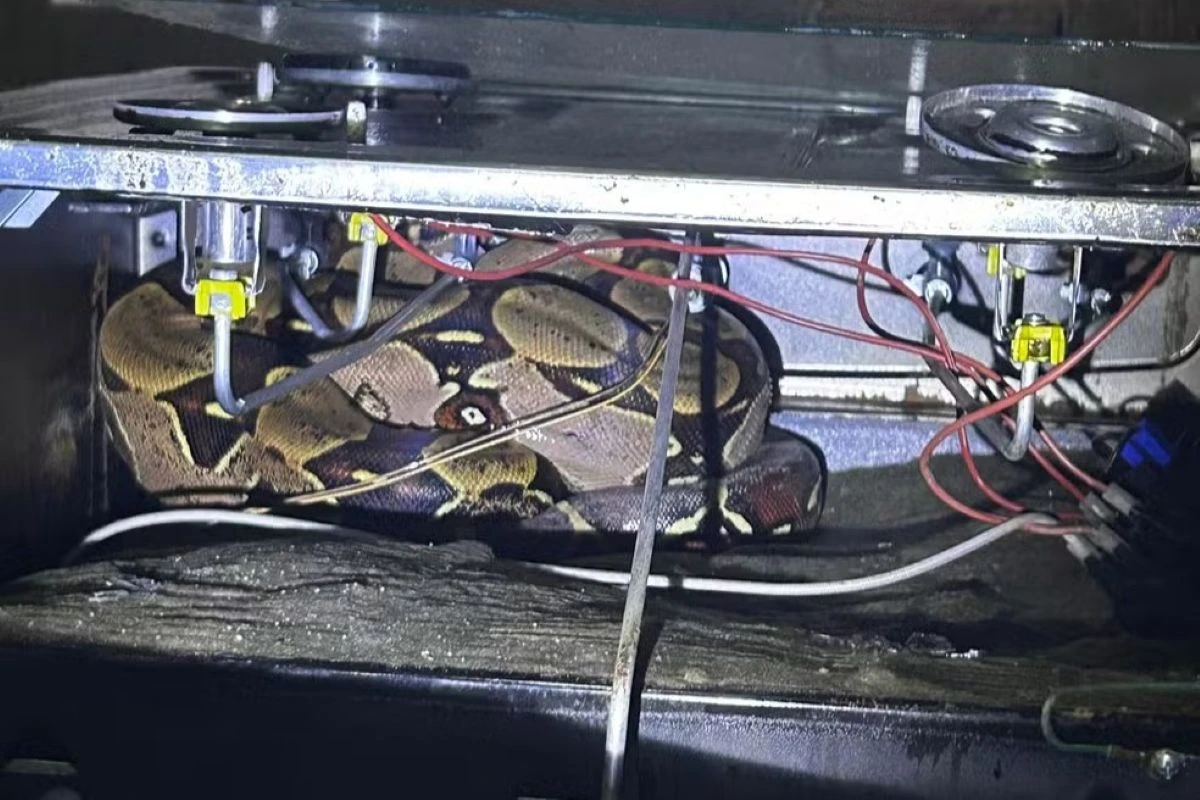 Jiboia de 2 metros é resgatada dentro do fogão de residência. Vídeo
