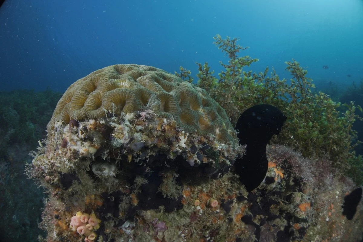 Estudo: corais de ilha brasileira ajudam a frear aquecimento global