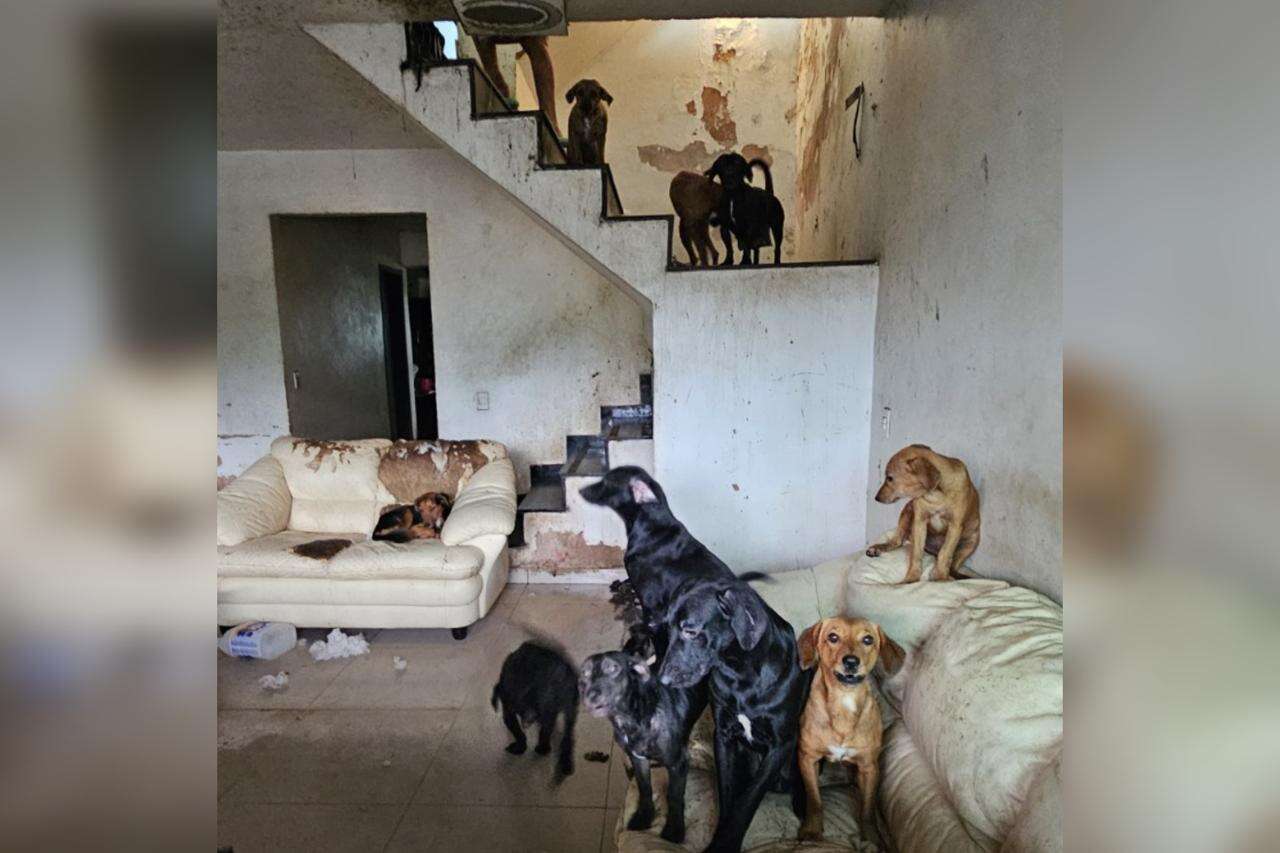 Cem cães são resgatados em meio a fezes e carcaças em casa no DF