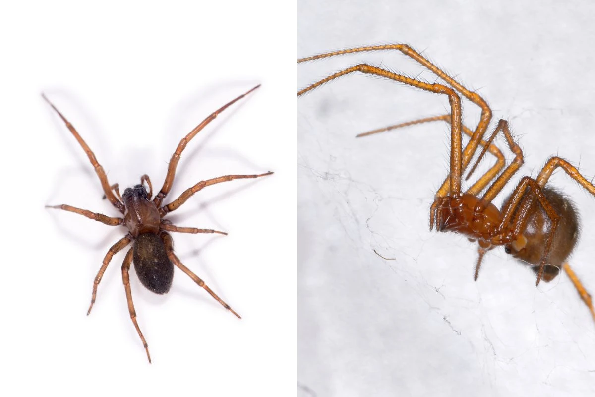 Aranha-marrom ou vermelha? Biólogo ensina a identificar cada espécie
