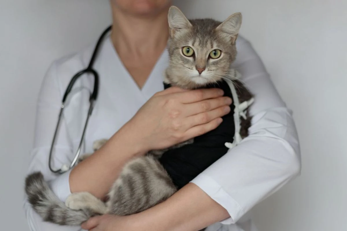 Terapia com pets: estudos reforçam 3 benefícios para os pacientes