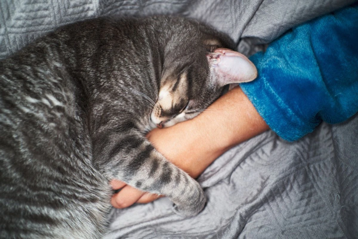 Como o gato escolhe sua pessoa preferida, segundo uma veterinária