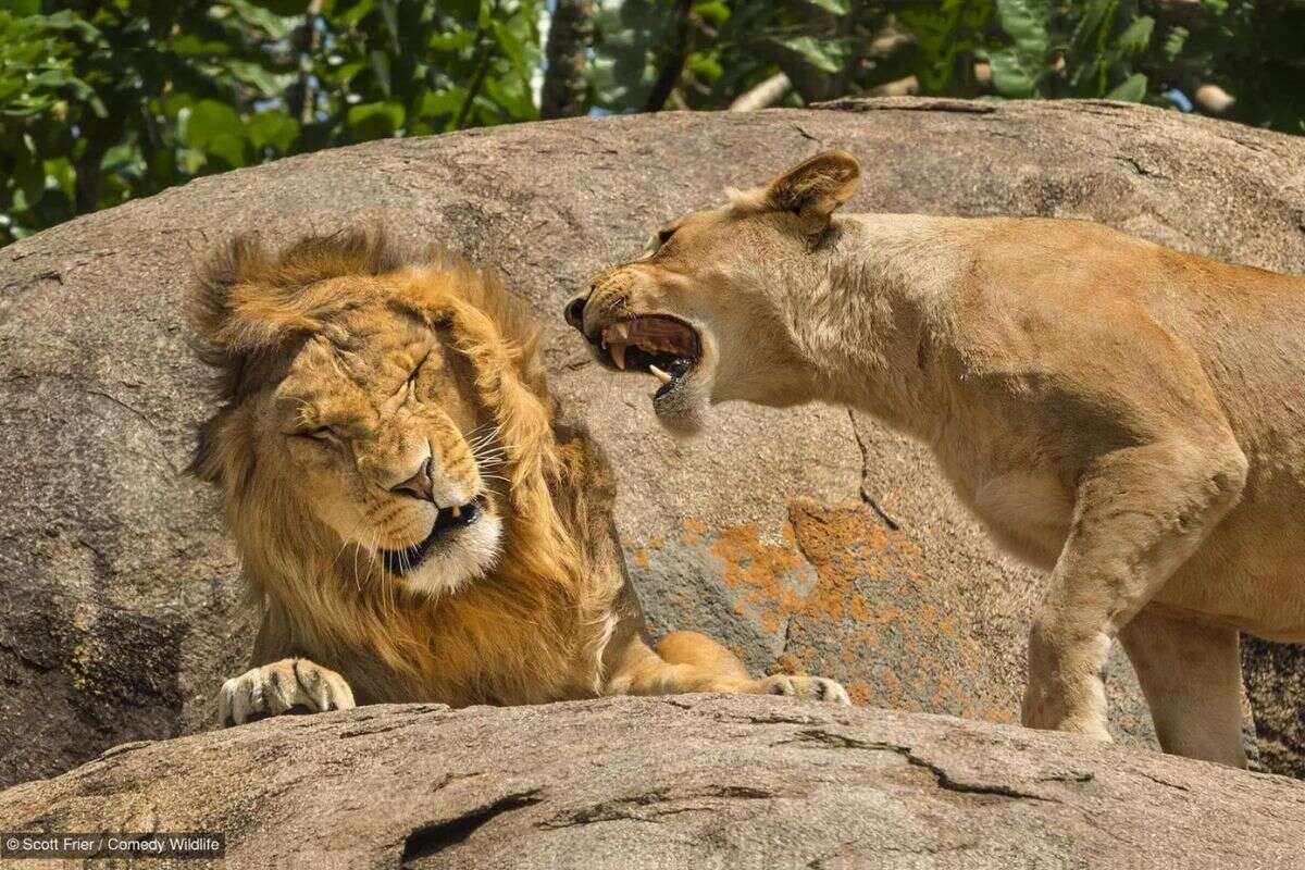 Confira os 40 finalistas das imagens mais cômicas de animais selvagens