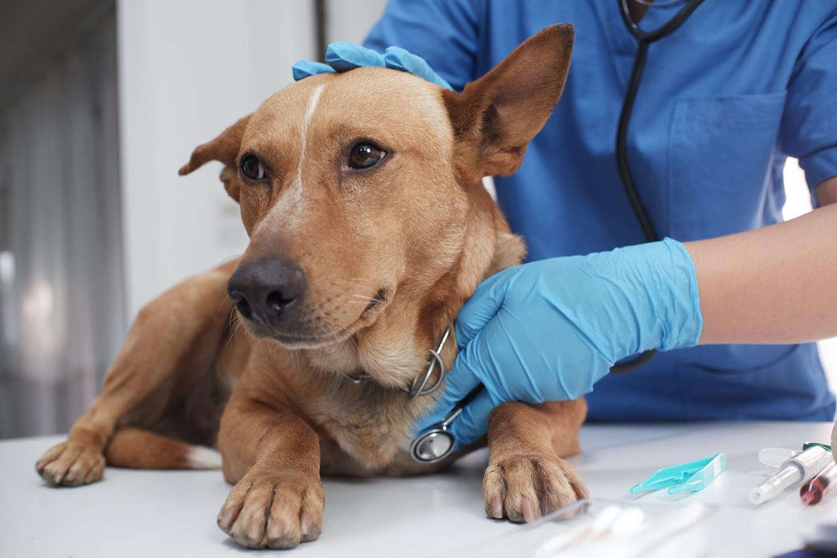 Sangue nas fezes do cachorro: saiba o que pode ser e como tratar