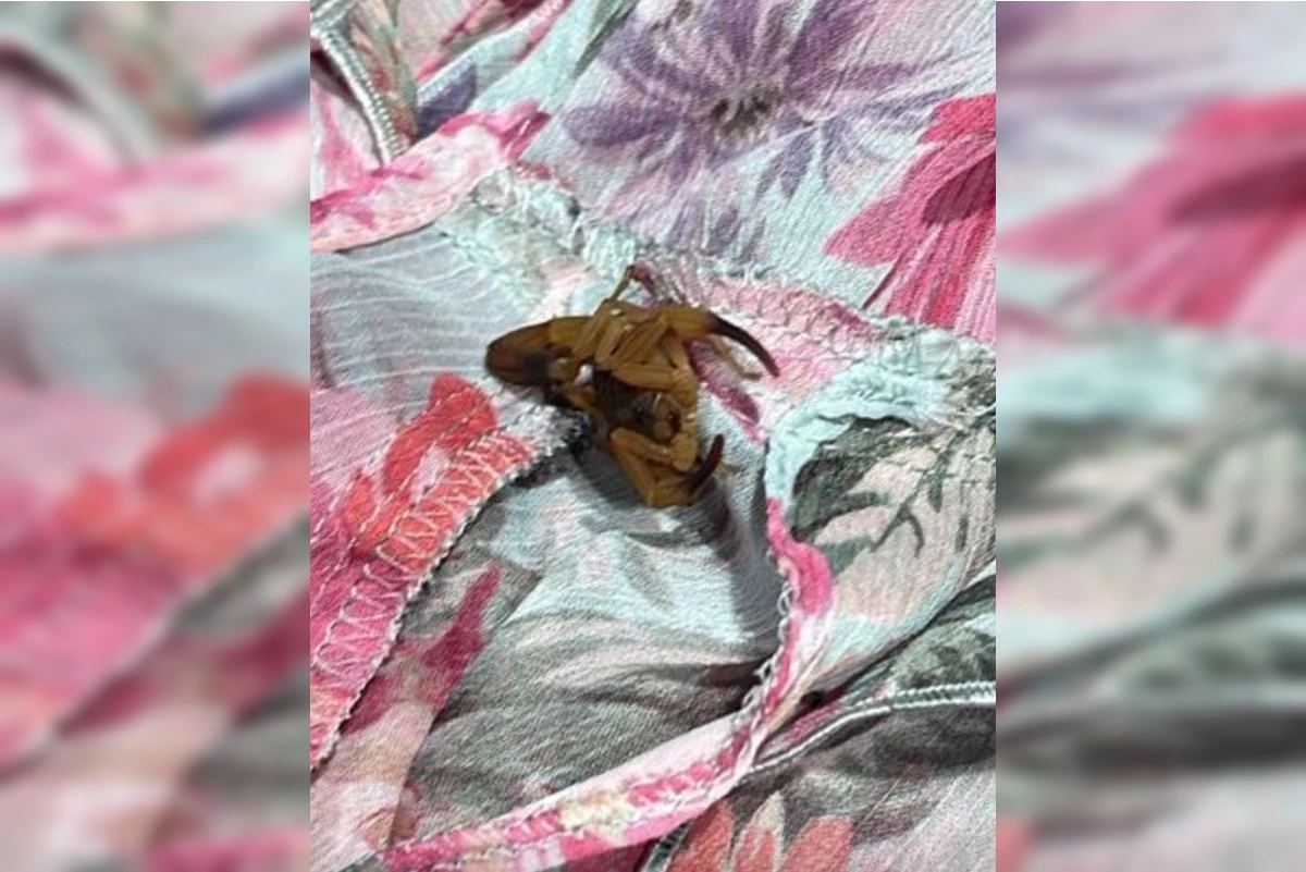 Jovem é picada por escorpião dentro de provador em loja de grife no DF