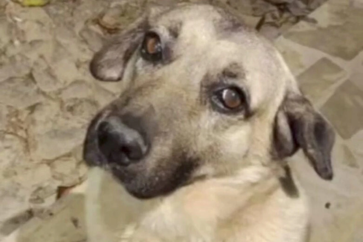 Cão caramelo: homem que atacou mascote de cidade com facão é indiciado