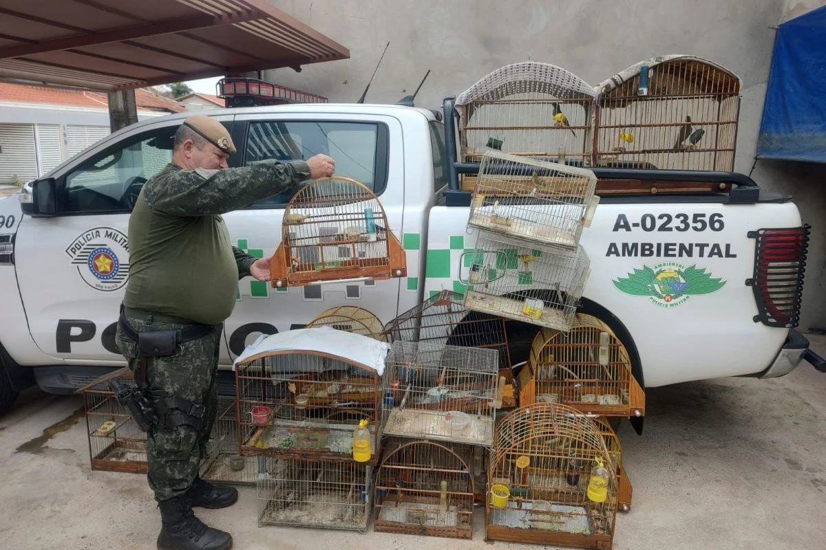 Aves “para fins de estimação”: criador tem 19 pássaros apreendidos