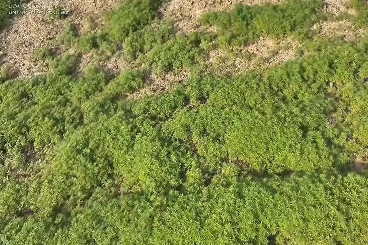 Vídeo: “floresta” com 138 mil pés de maconha é achada em área rural