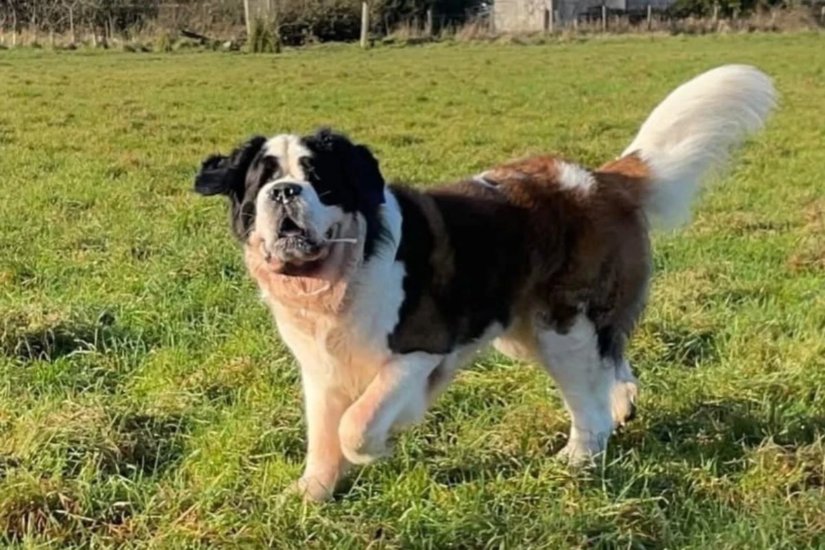 Com câncer, cachorro “gigante” de 76 kg comove web e mobiliza doações