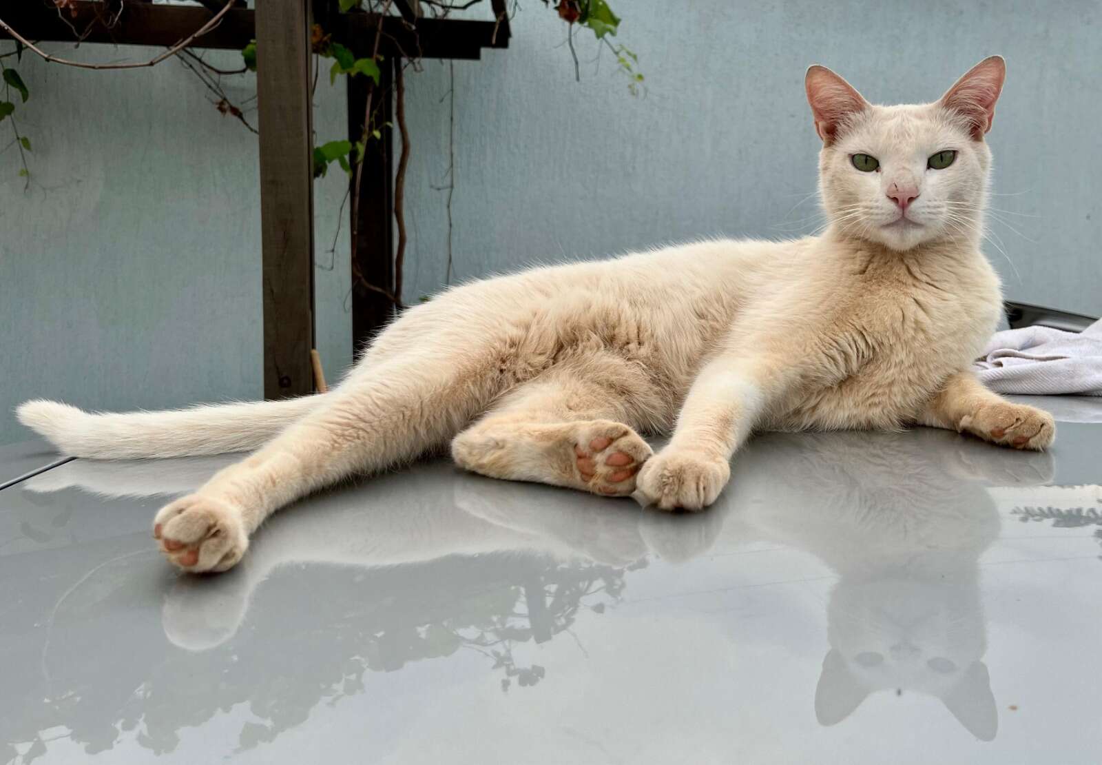 Homem é investigado por matar gato Gaspar com tiros de airsoft no DF