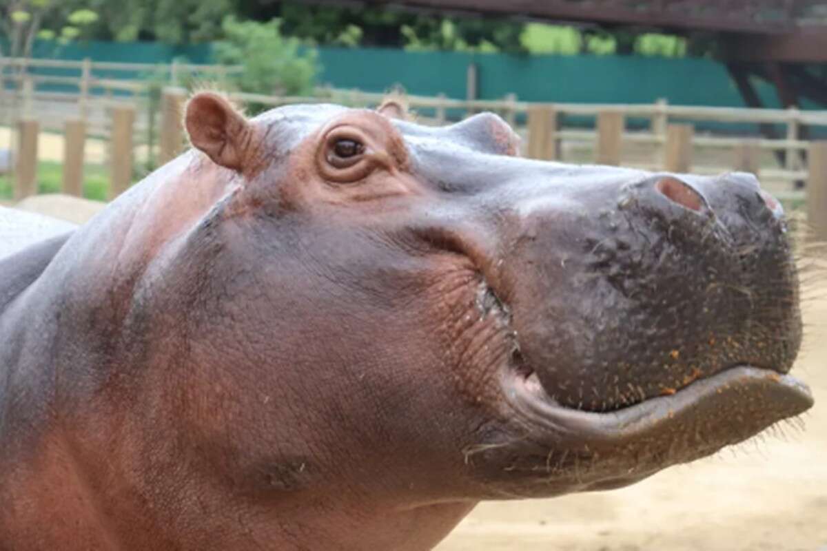 Hipopótamo do BioParque do Rio terá bolo em aniversário de 31 anos