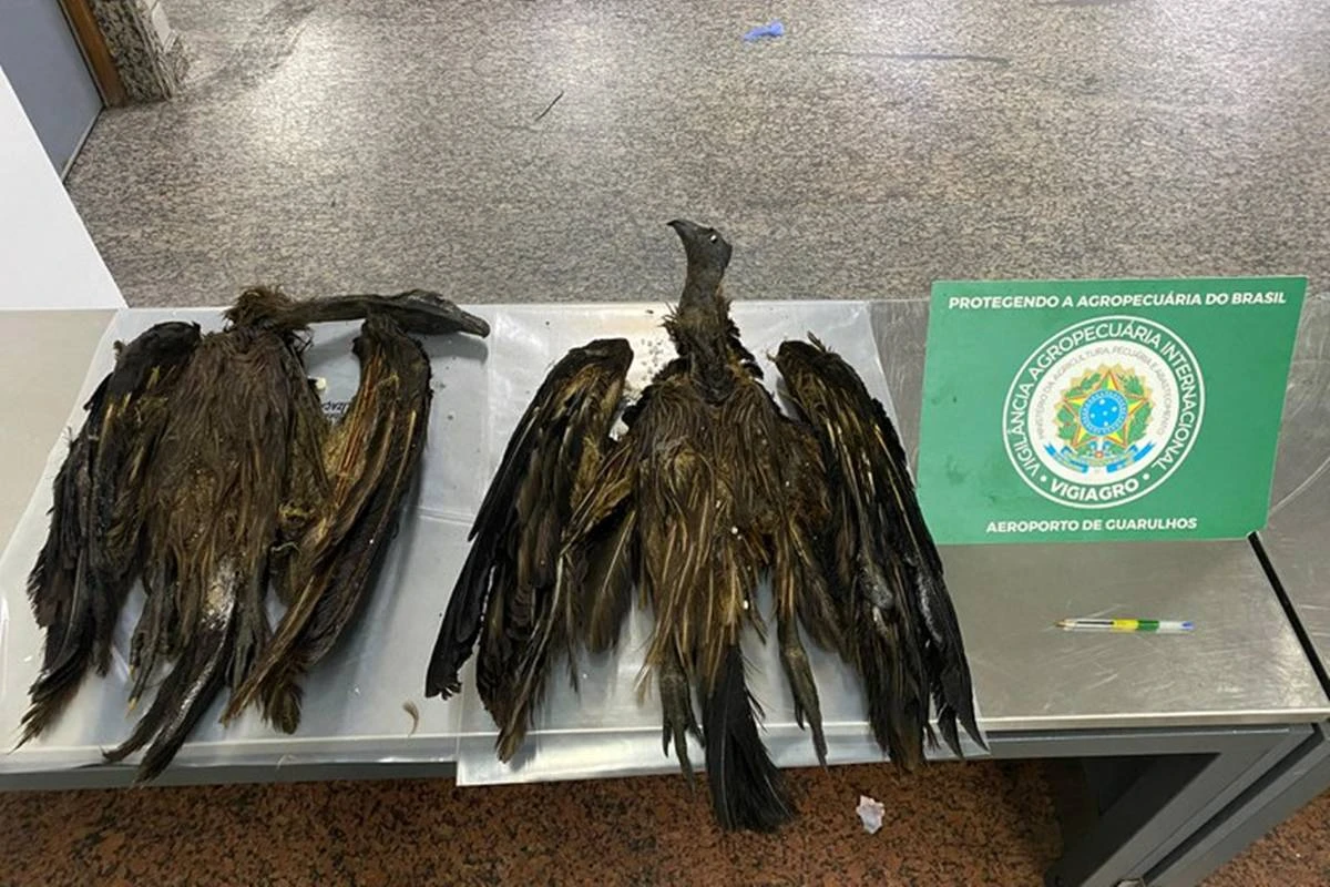 Cargas de 170 kg com aves e ratos empalhados são apreendidas em SP
