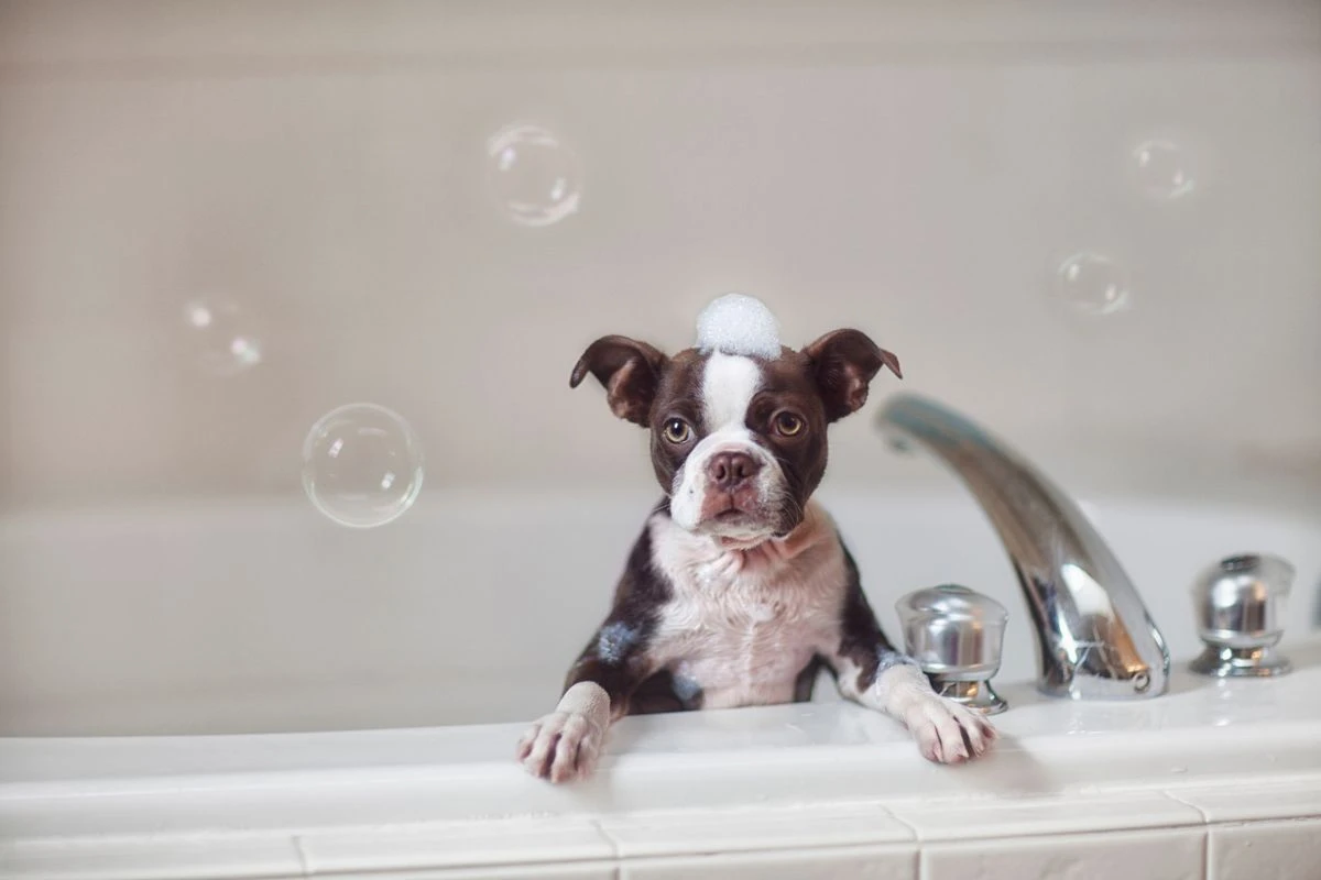 8 sinais indicam que o cachorro precisa de banho; confira quais são