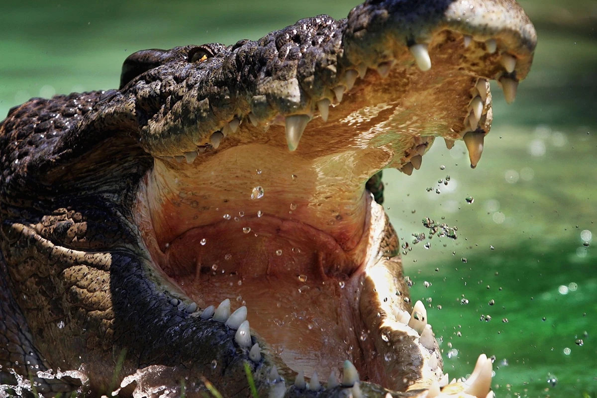 Adolescente de 14 anos é atacado por crocodilo durante pesca em praia