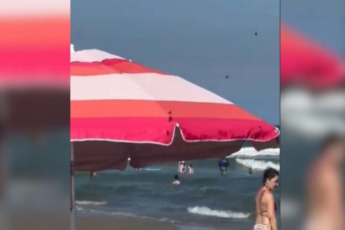 Marimbondos invadem praia de SC e “expulsam” banhistas da areia. Vídeo