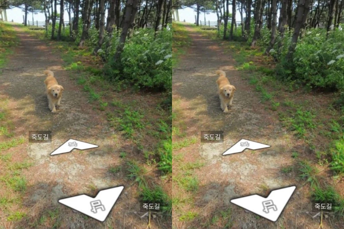 Golden vira sensação ao aparecer em mais de 1.000 fotos do Google