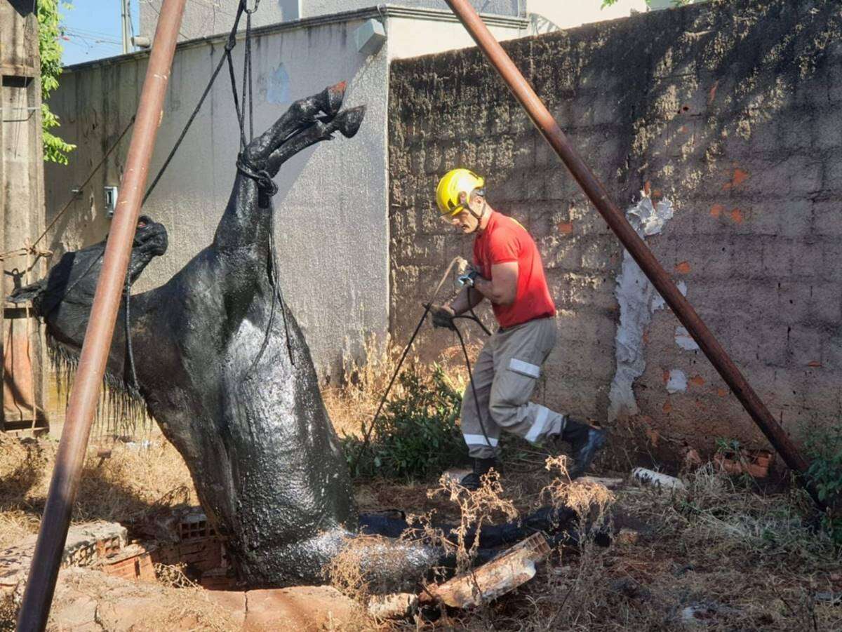 GO: égua é resgatada após ficar atolada em fossa durante 3h. Vídeo