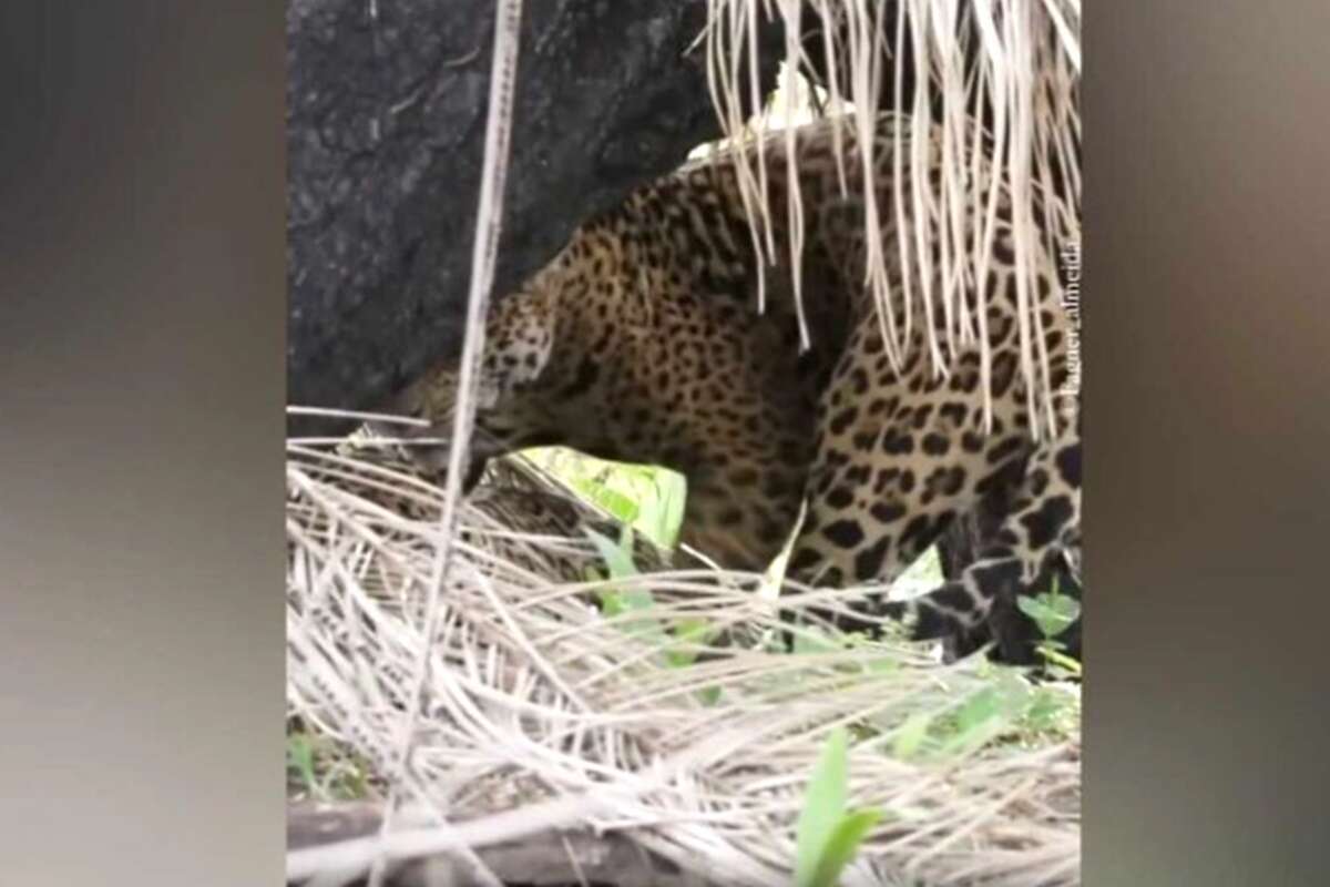 Vídeo: casal de onças-pintadas é flagrado se acasalando no Pantanal