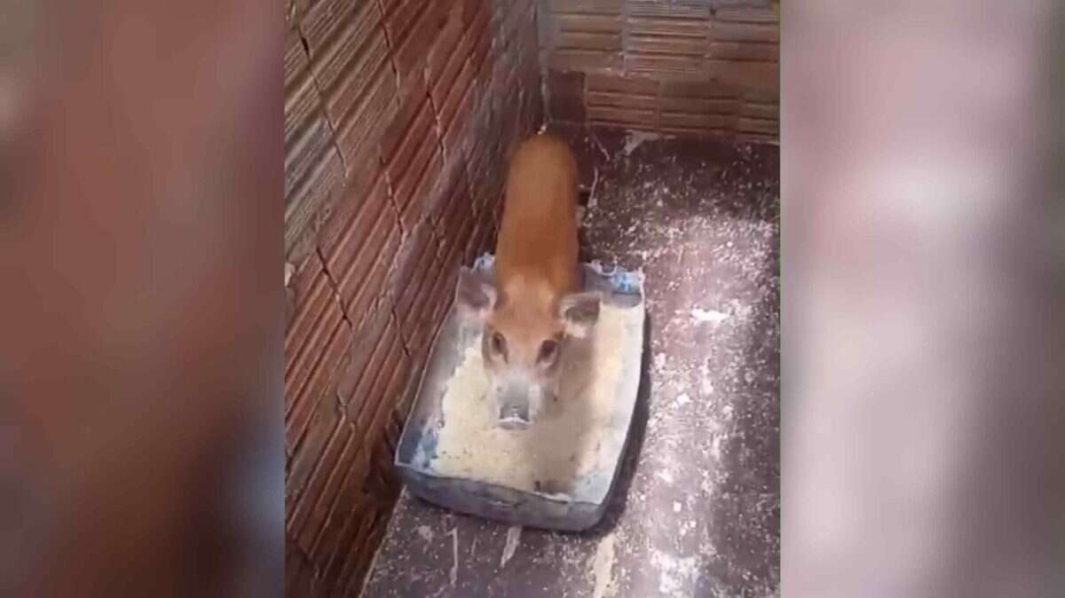 Vídeo: porquinho encontrado na rua não virou torresmo. “É da família”