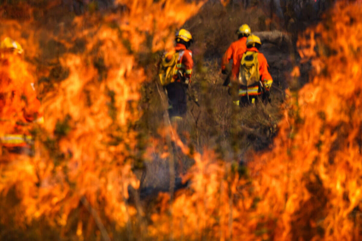 Fogo em savanas do Cerrado aumenta mais de 220% só no mês de agosto