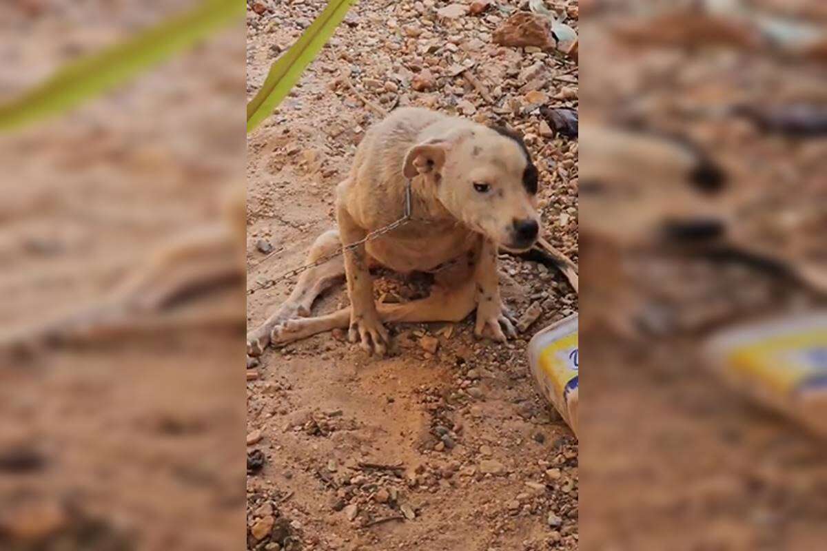 Casos de maus-tratos a animais explodem no Distrito Federal