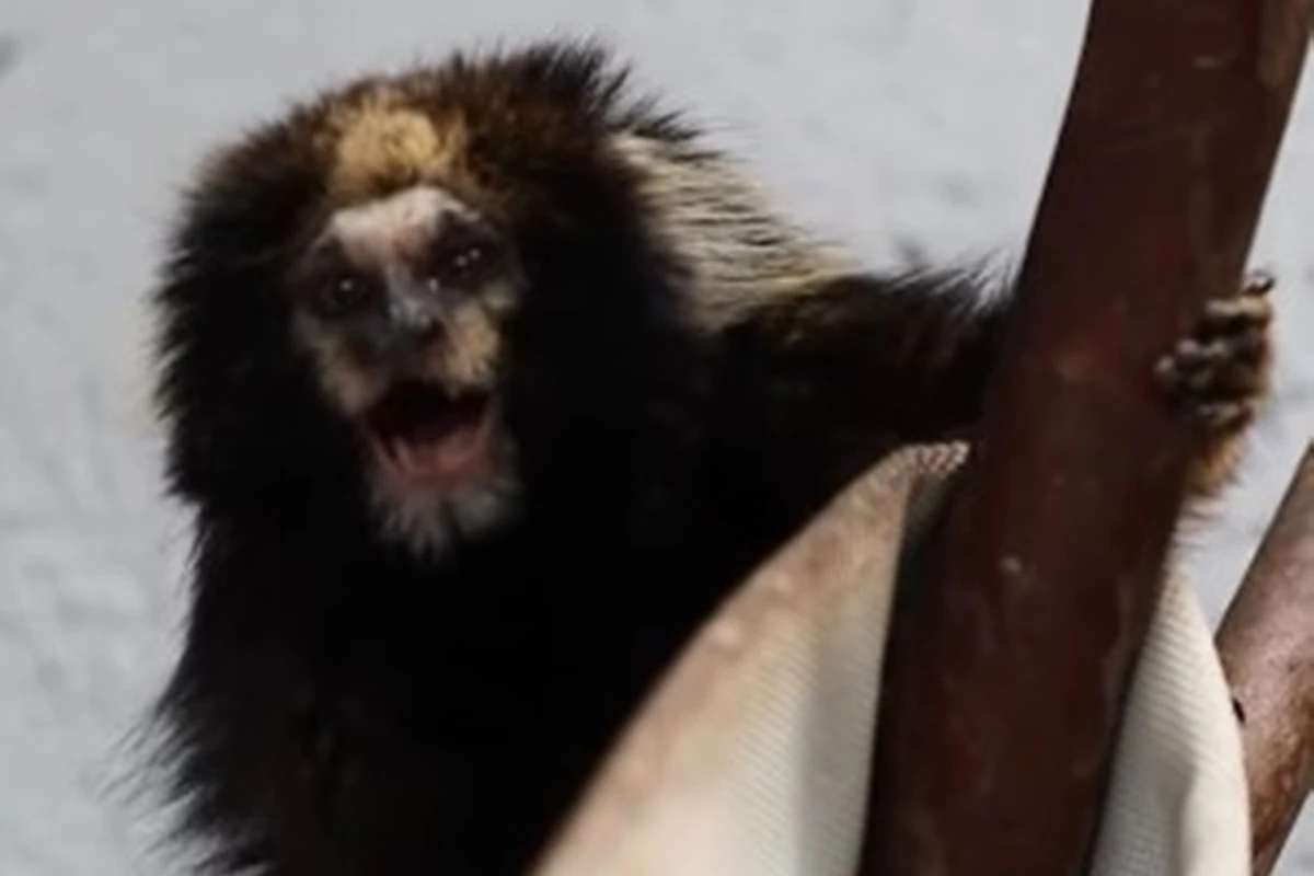 Vídeo: João e Ana, casal de saguis super-raros, chegam ao Zoo do DF