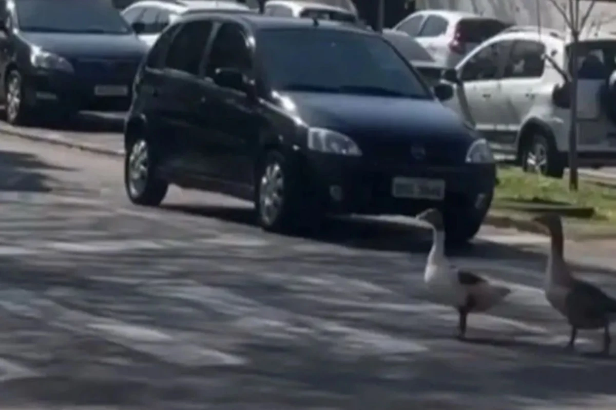Gansos utilizam faixa de pedestres e param o trânsito no Paraná; vídeo