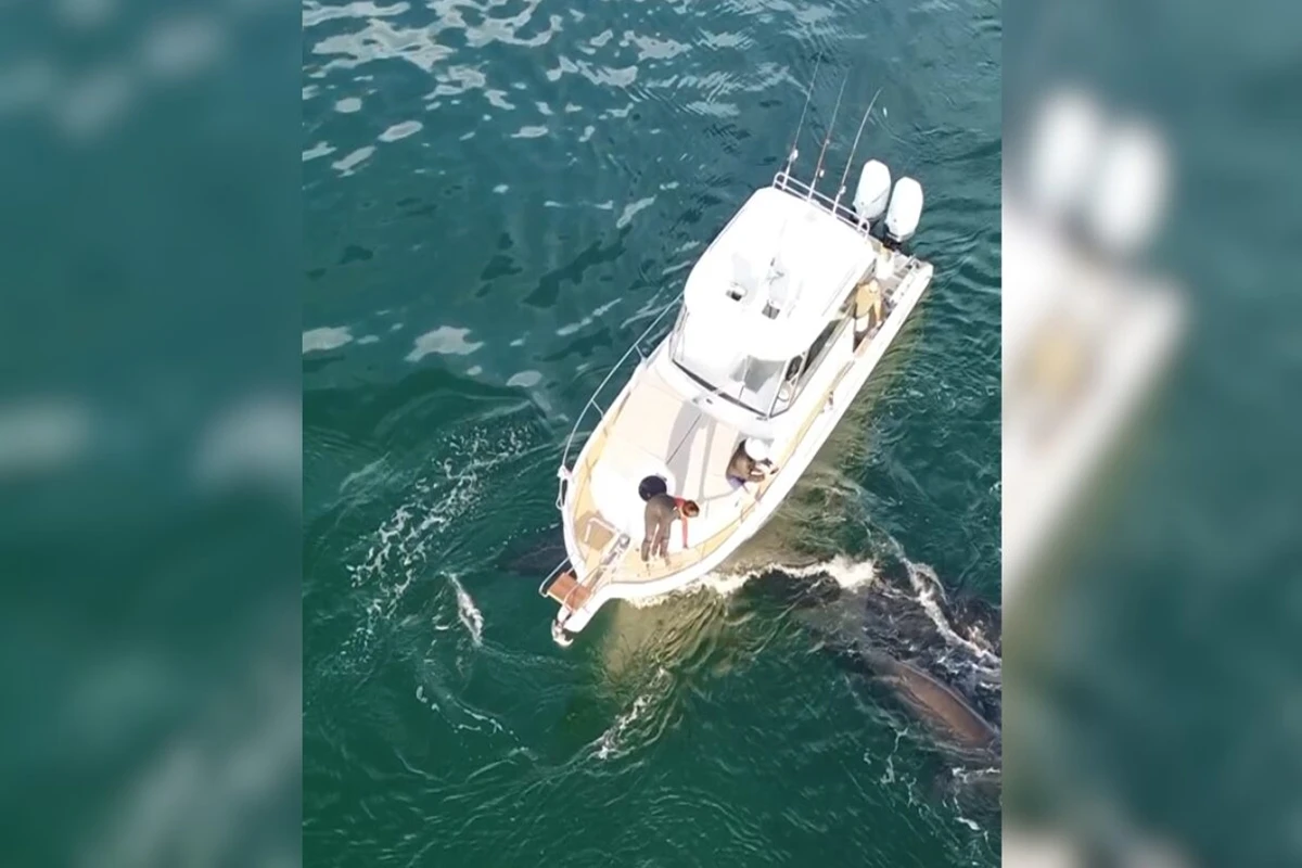 Dono de barco que atropelou baleia é encontrado e multado em R$ 12 mil