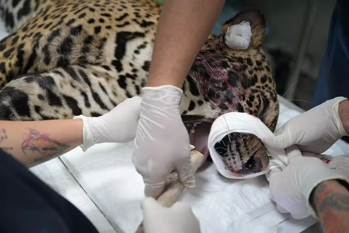 Onça-pintada baleada é resgatada após nadar por horas em Manaus. Vídeo